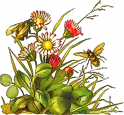 bees_flowers.png