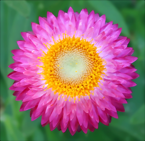 Flowers Pictures on Pink Yellow Flower   Public Domain Clip Art Image   Wpclipart Com
