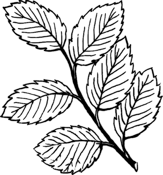 free clip art flowers black and white. free clip art flowers lack
