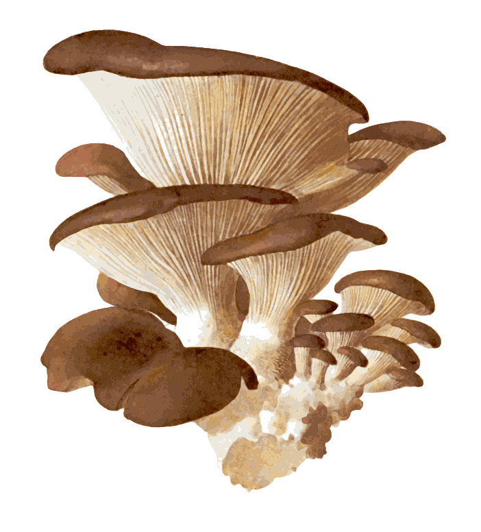 mushrooms illustrated 2