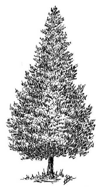 Cedar tree BW