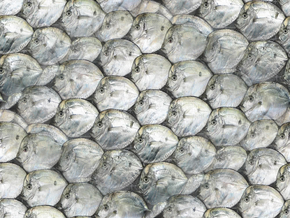 moonfish tile seamless