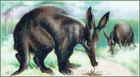 aardvark/