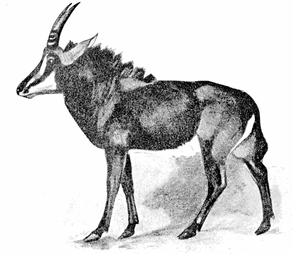 Sable Antelope  Hippotragus niger