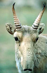 Saiga antelope  Saiga tatarica