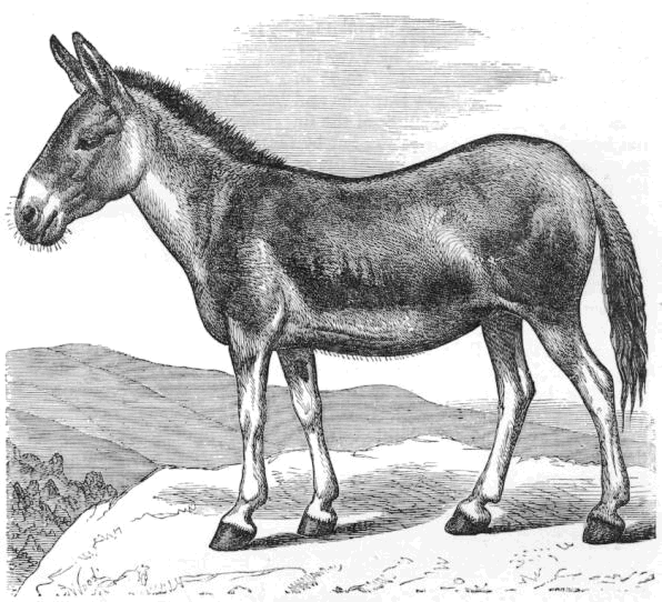 wild ass  Equus onager