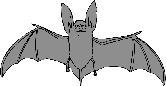 bat big eared