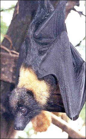 Bat Mariana Fruit