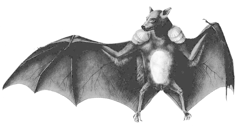 Franquets Epauletted Fruit Bat  Epomops franqueti