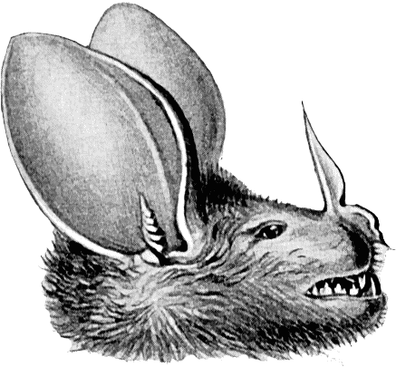 Big-eared Woolly Bat