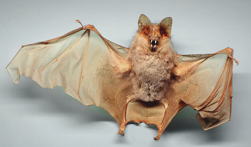 Big-eared Woolly Bat museum piece