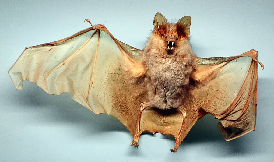 Big-eared woolly bat photo