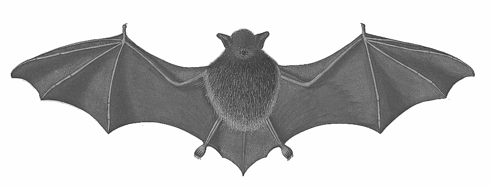 Brasilian bat