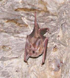 California Leaf-nosed Bat  Macrotus californicus