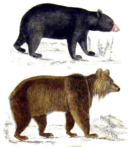 Black brown bears