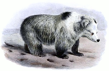 Tibetan Blue Bear  Ursus arctos pruinosus