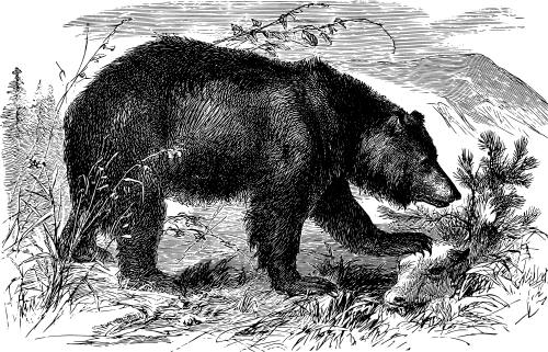 bear-foraging-BW