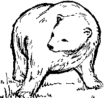 bear 6