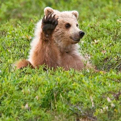 Bear cub waving