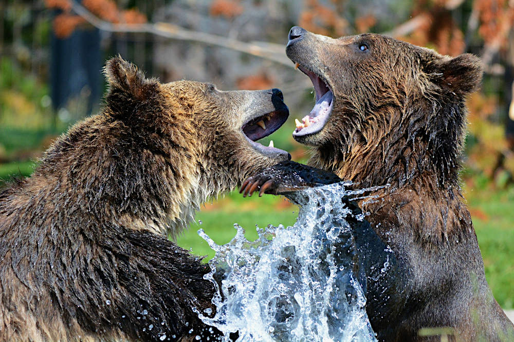 grizzlies-fighting