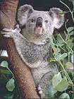 koala/