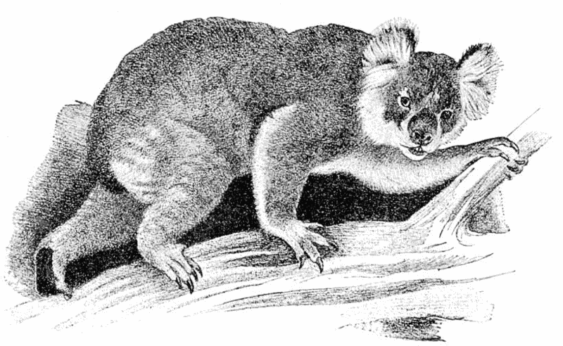 Koala  phascolarctos cinereu