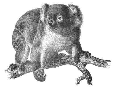 koala 4