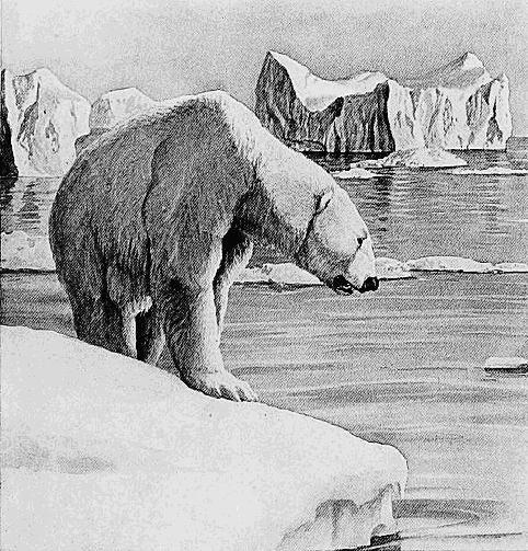 Polar Bear vintage