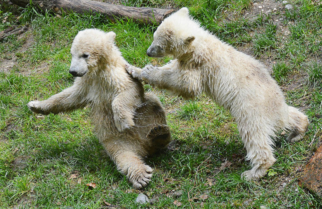 polar-bear-cubs