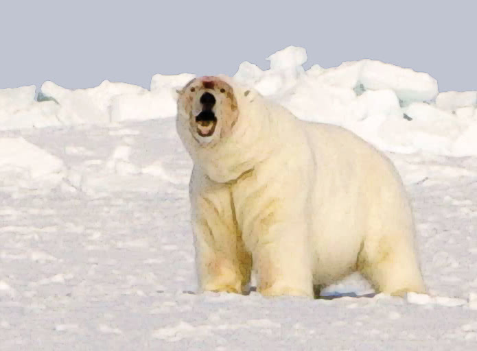 polar bear USFWS
