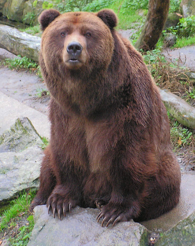 staring bear