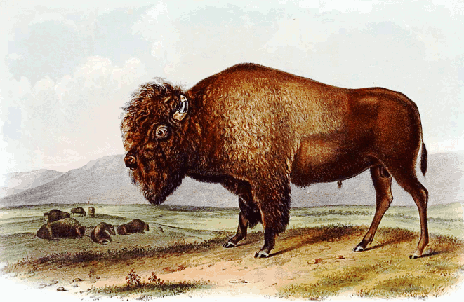 American bison  Audubon