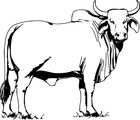 bull/