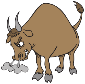 bull raging snorting