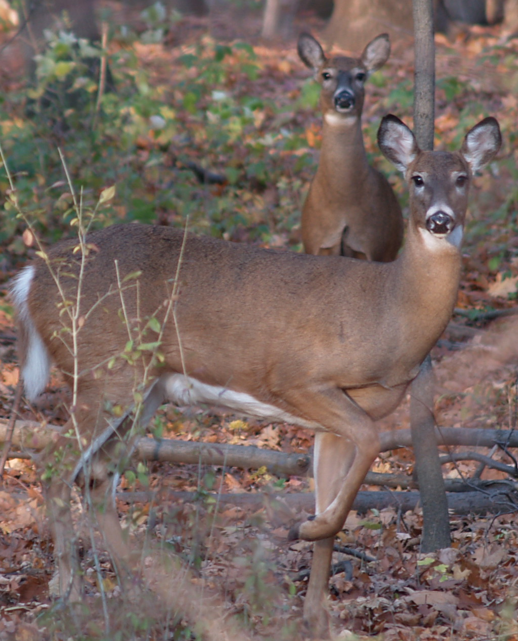 two does whitetails