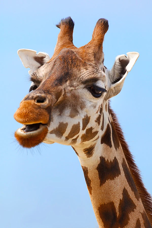giraffe photo