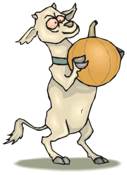 Crazy goat with pumpkin