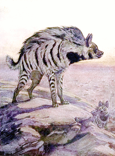 striped hyena 2