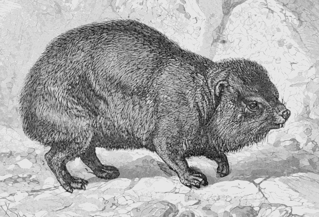 Rock hyrax  Procavia capensis