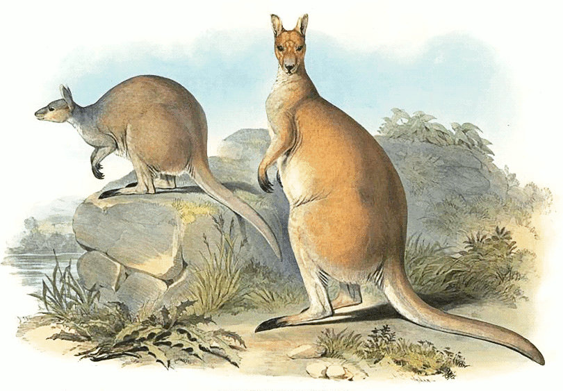 Antilopine kangaroo  Macropus antilopinus