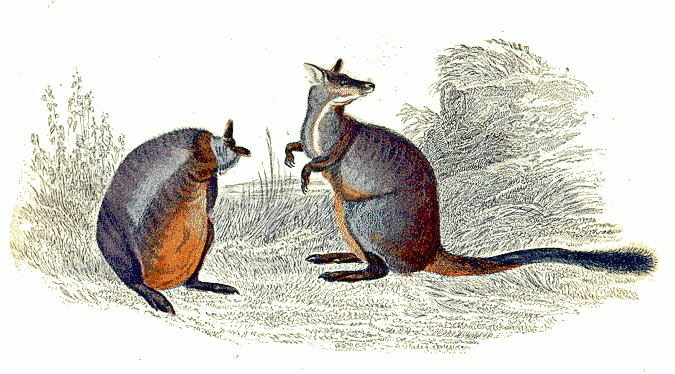 Brush-tailed kangaroo  Macropus penicillatus