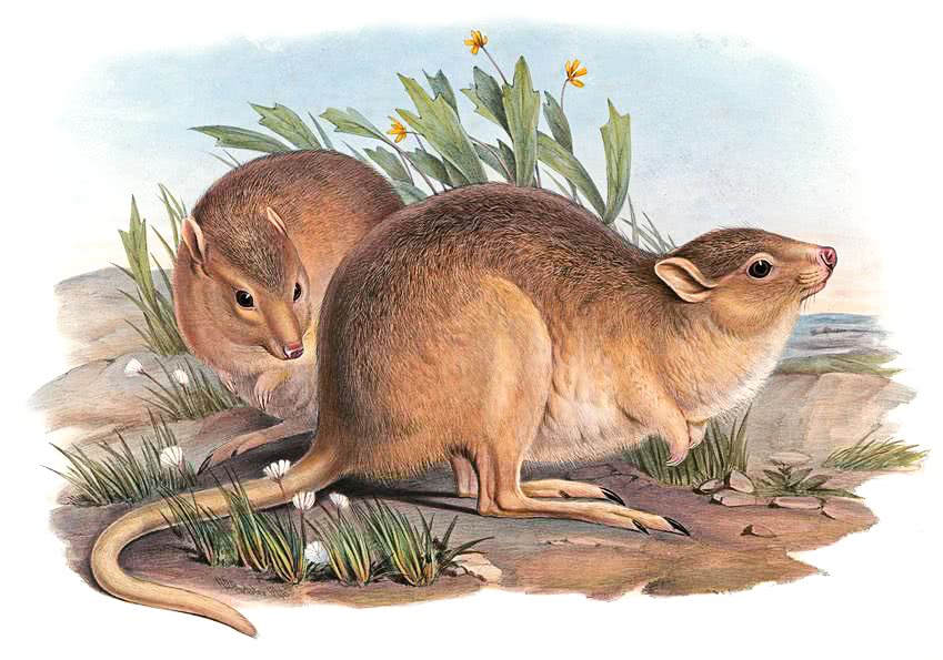 Desert Rat-kangaroo  Caloprymnus campestris