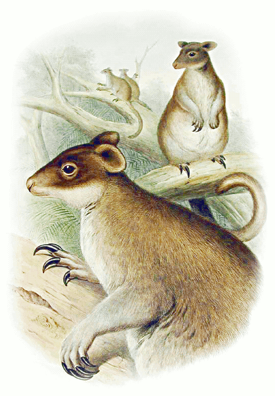 Grizzled tree-kangaroo  Dendrolagus inustus