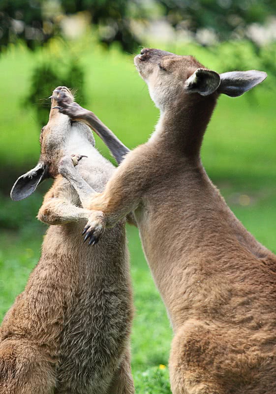 Kangaroo fighting
