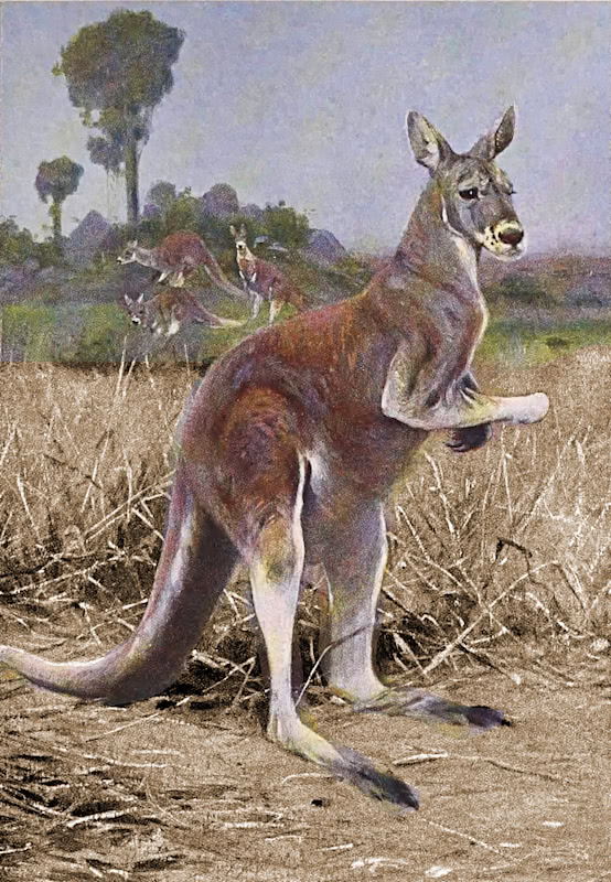 Red Kangaroo painting