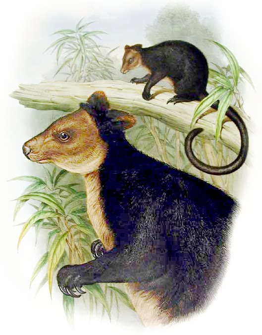 Ursine tree-kangaroo  Dendrolagus ursinus