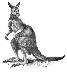 kangaroo 3