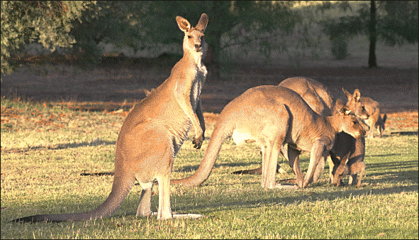 kangaroo graemes