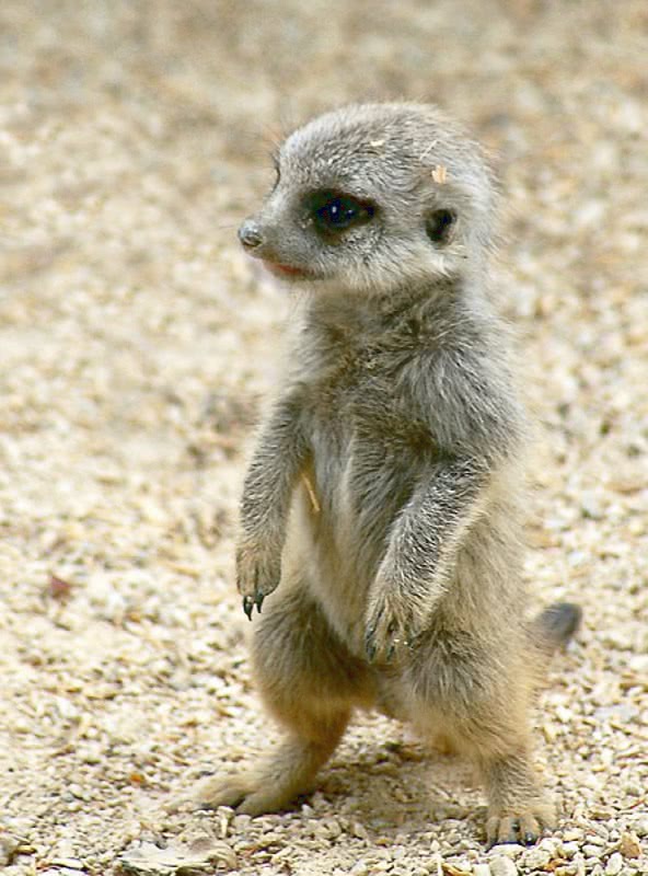 meerkat juvenile
