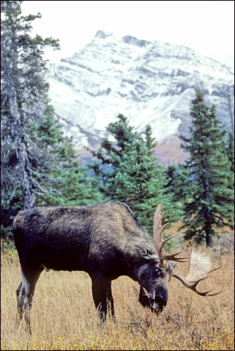 Moose Grazing Bull